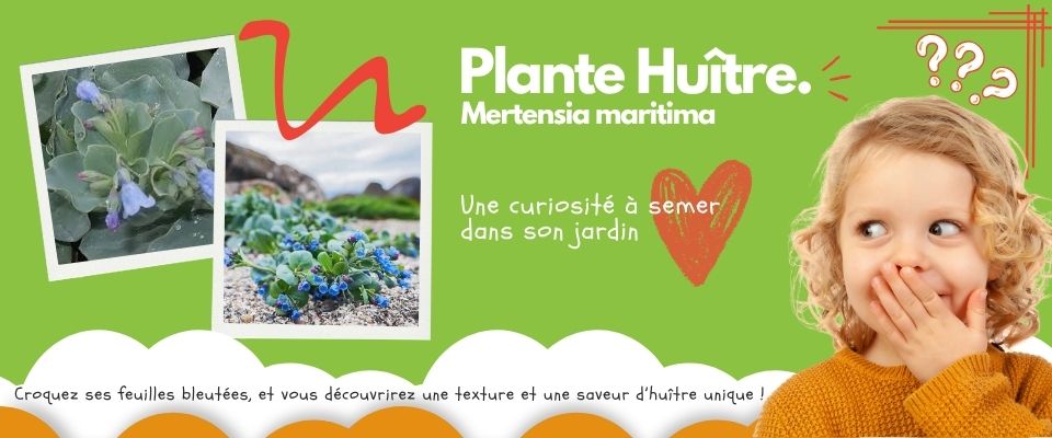 Plante Huitre. Mertensia maritima